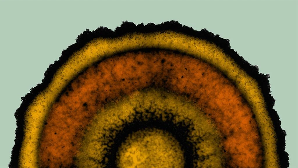 Ein Mandala aus Bakterien