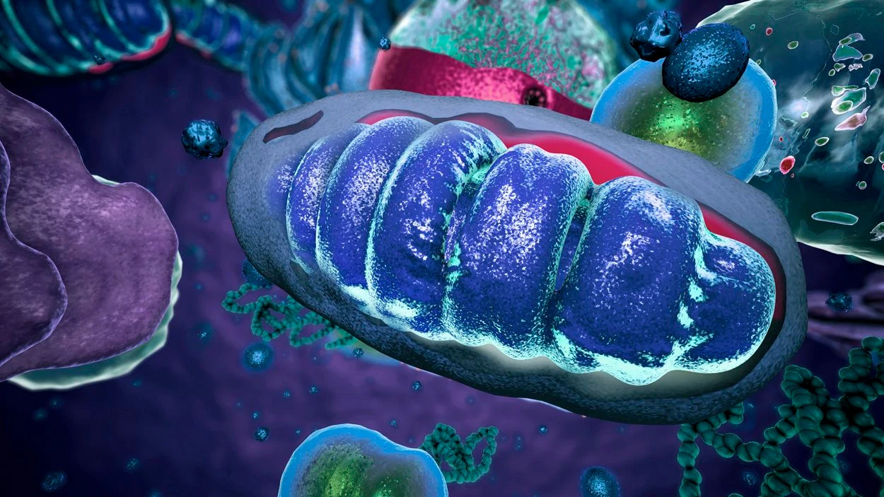 Mitochondrien übertragen Signale ans Immunsystem