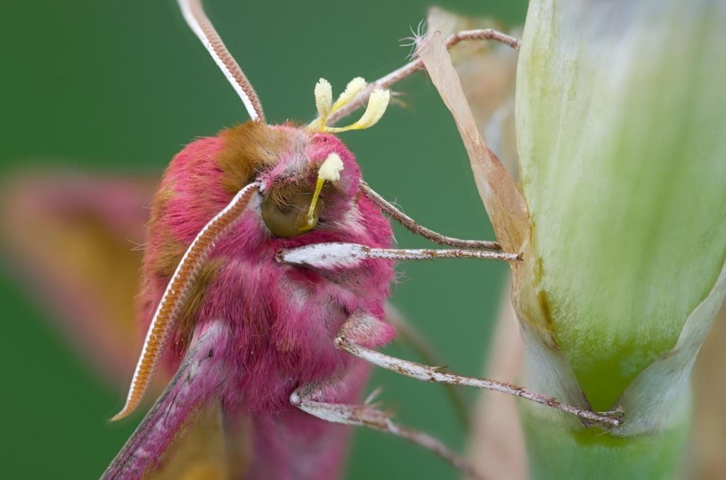 Nächtliche Pollentaxis