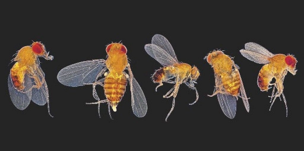 Neuer Blick auf die Evolution