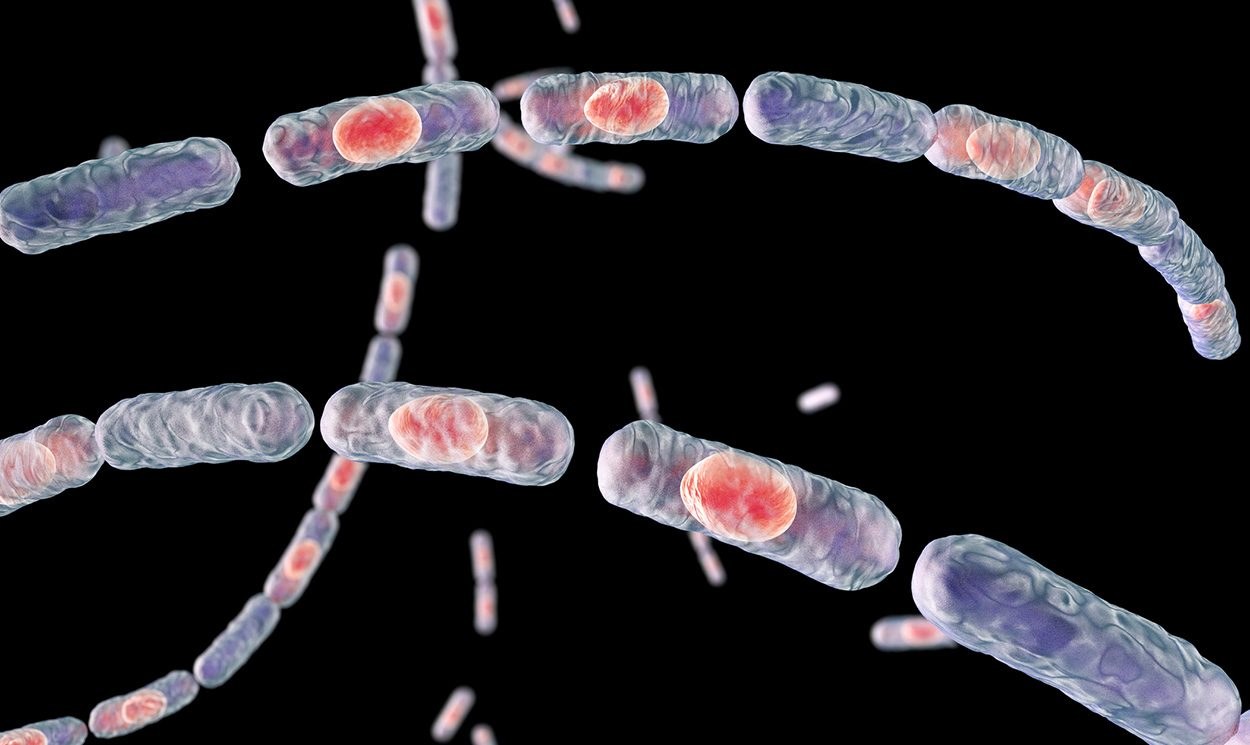 Anthrax blockiert Schmerzen bei Mäusen