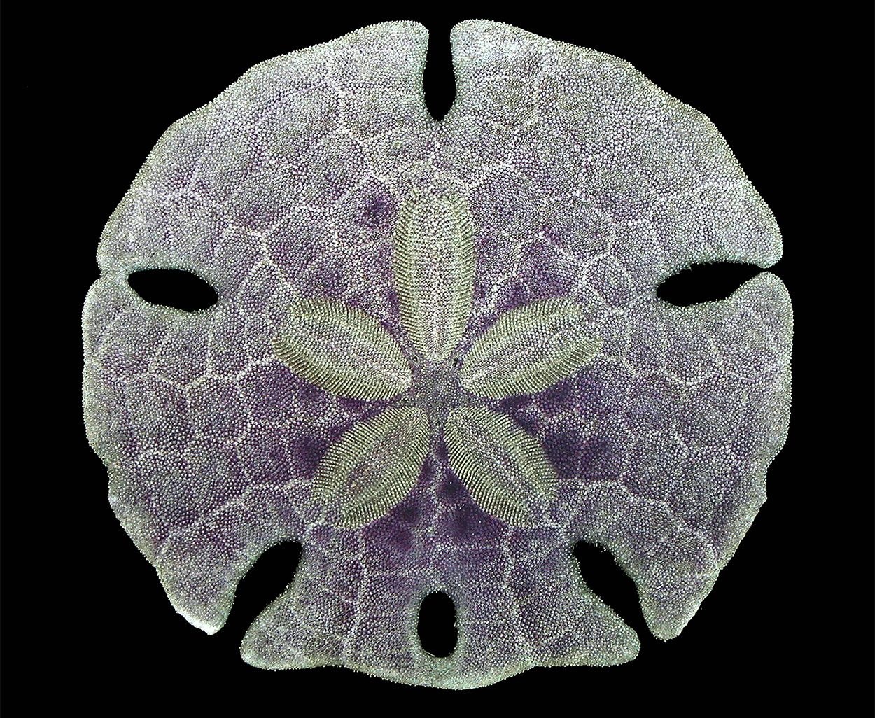 Überlebenskünstler Sanddollar