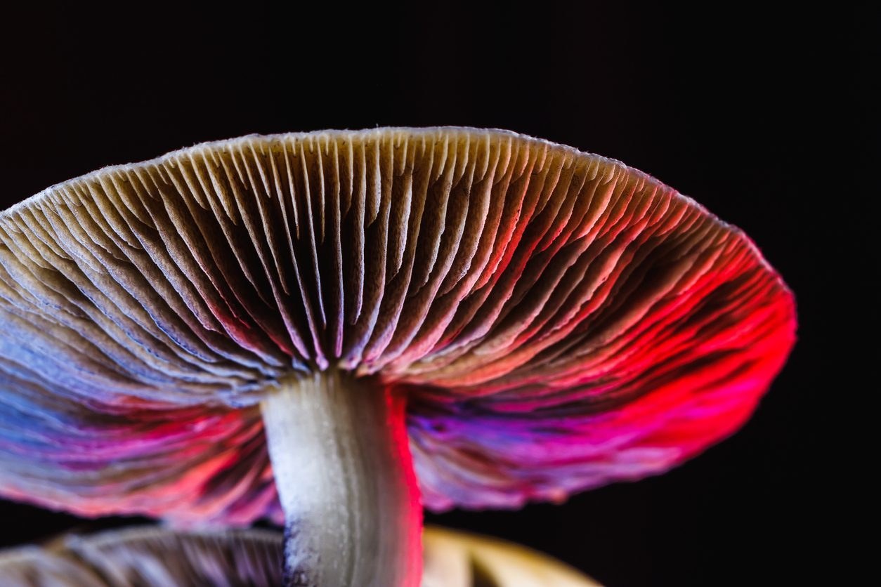Mit „Magic Mushrooms“ gegen Alkoholsucht
