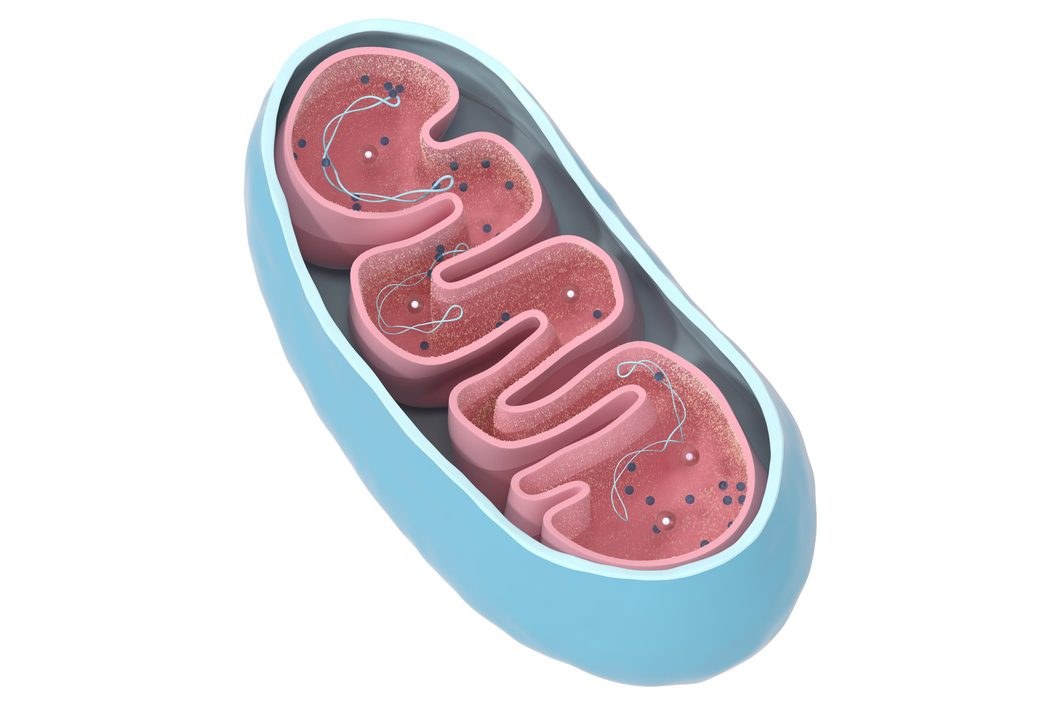 Mitochondrien-DNA kann ins Genom einfließen