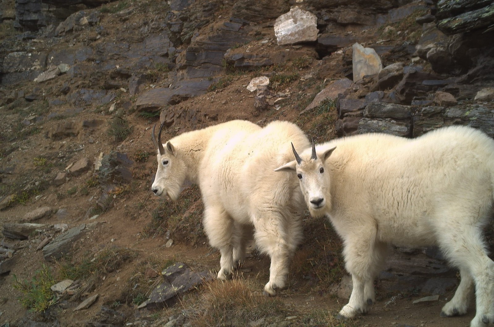Wildtiere in der Pandemie