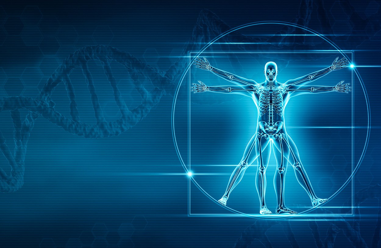 Gene für aufrechten Gang identifiziert