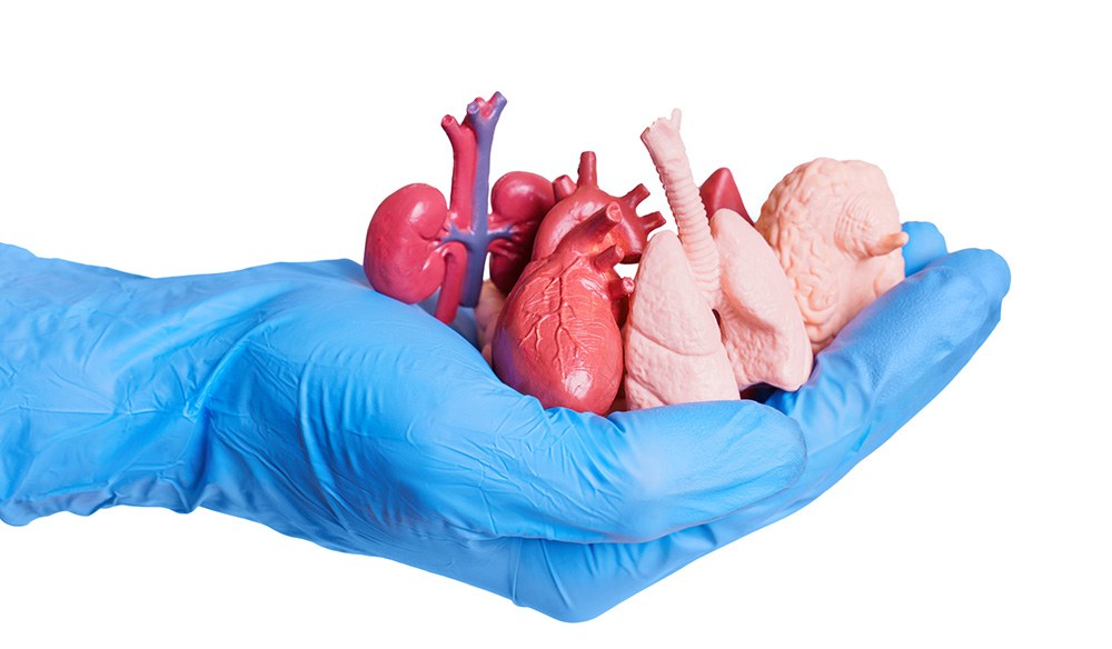 Bluttest für das biologische Alter der Organe