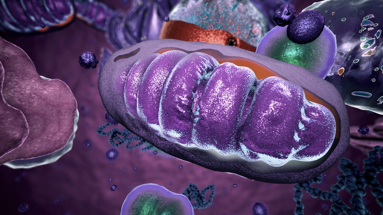 Mitochondrien integrieren ihre DNA in unsere Gehirnzellen