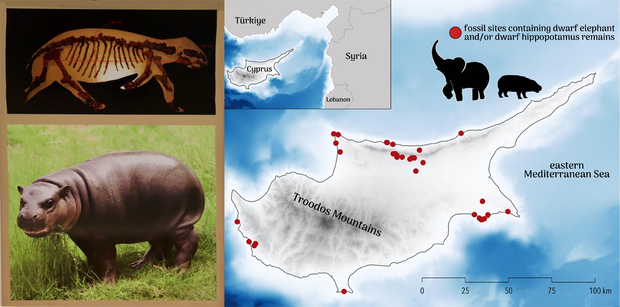 Steinzeitmenschen könnten Zwerg-Megafauna ausgerottet haben