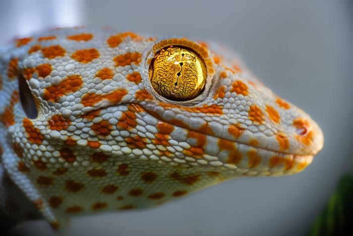 Der sechste Sinn der Geckos