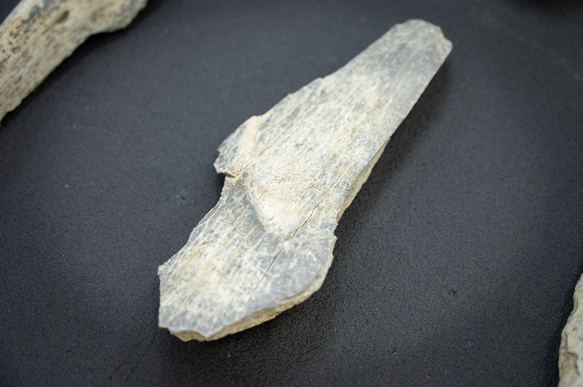 Knochenwerkzeuge schon vor 1,5 Millionen Jahren