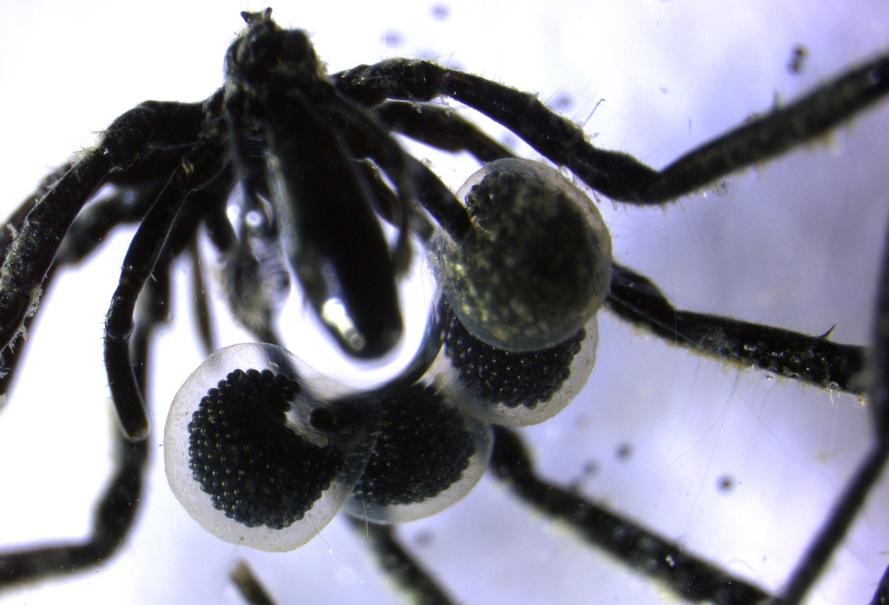 Neue Art der Symbiose in der Tiefsee