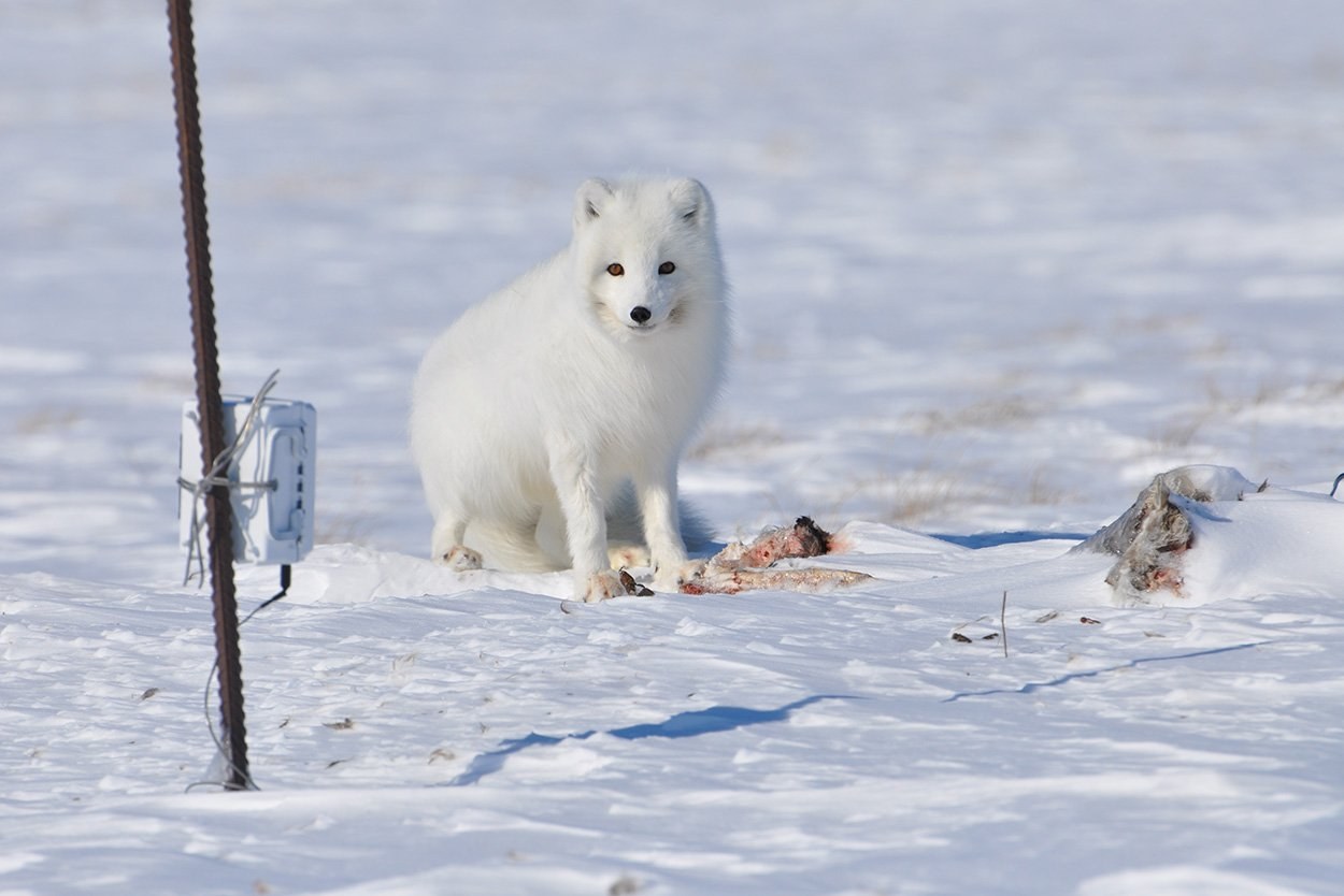 Der Polarfuchs: ein arktischer Überlebenskünstler
