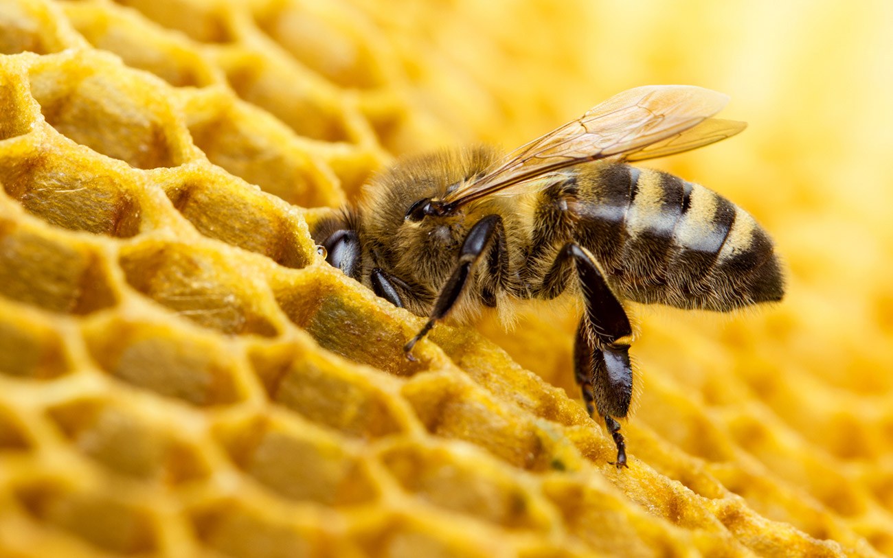 Honigbienen: Achtbeinige Bedrohung rückt näher