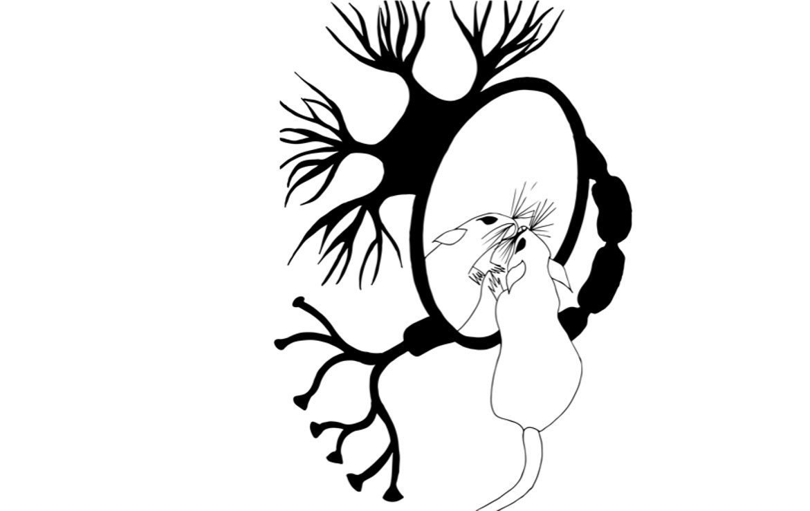 Spiegelneuronen bei Ratten nachgewiesen
