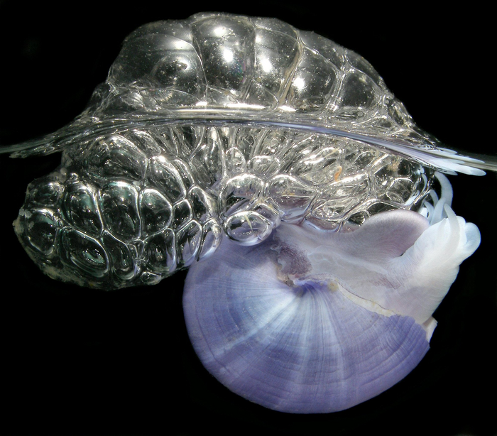 Schwimmendes Leben, schwimmender Müll