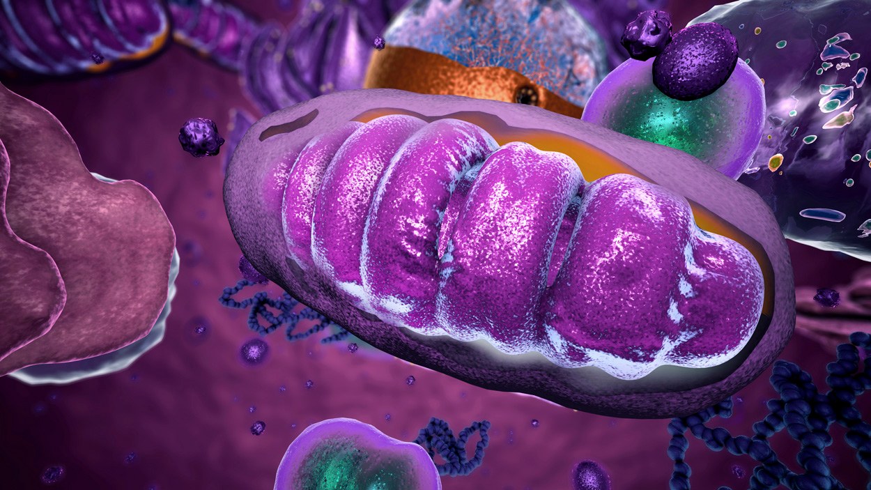Bakterielle Verwandte der Mitochondrien identifiziert
