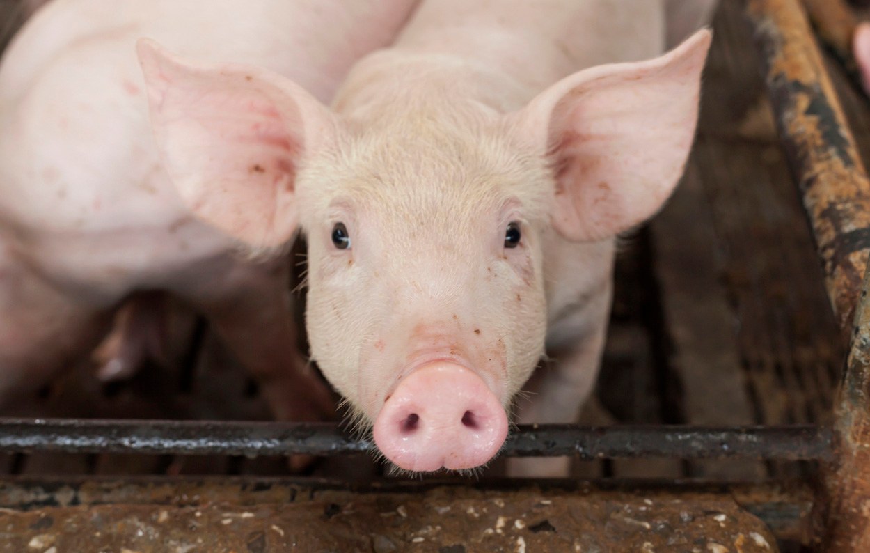 Genmanipulation macht Schweine resistent gegen Schweinepest