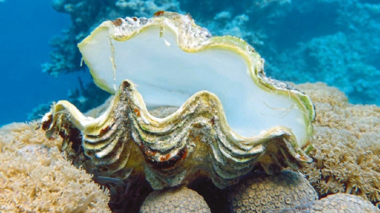 Verborgene Wasserbewohner