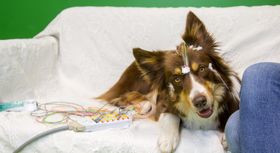 Hunde erkennen Wörter ähnlich wie wir