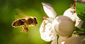 Wie gefährdet sind Europas Bestäuberinsekten?