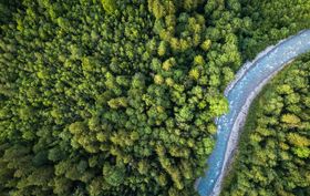 Woran die Aufforstung für den Klimaschutz scheitern könnte