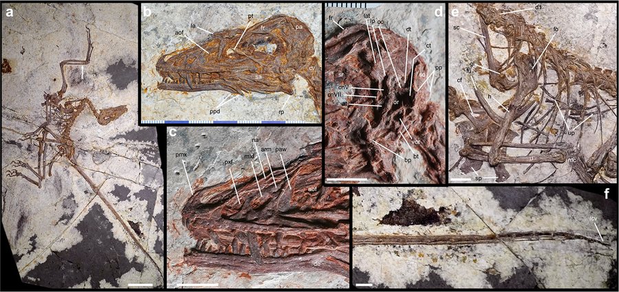 Fossil des Norellraptor