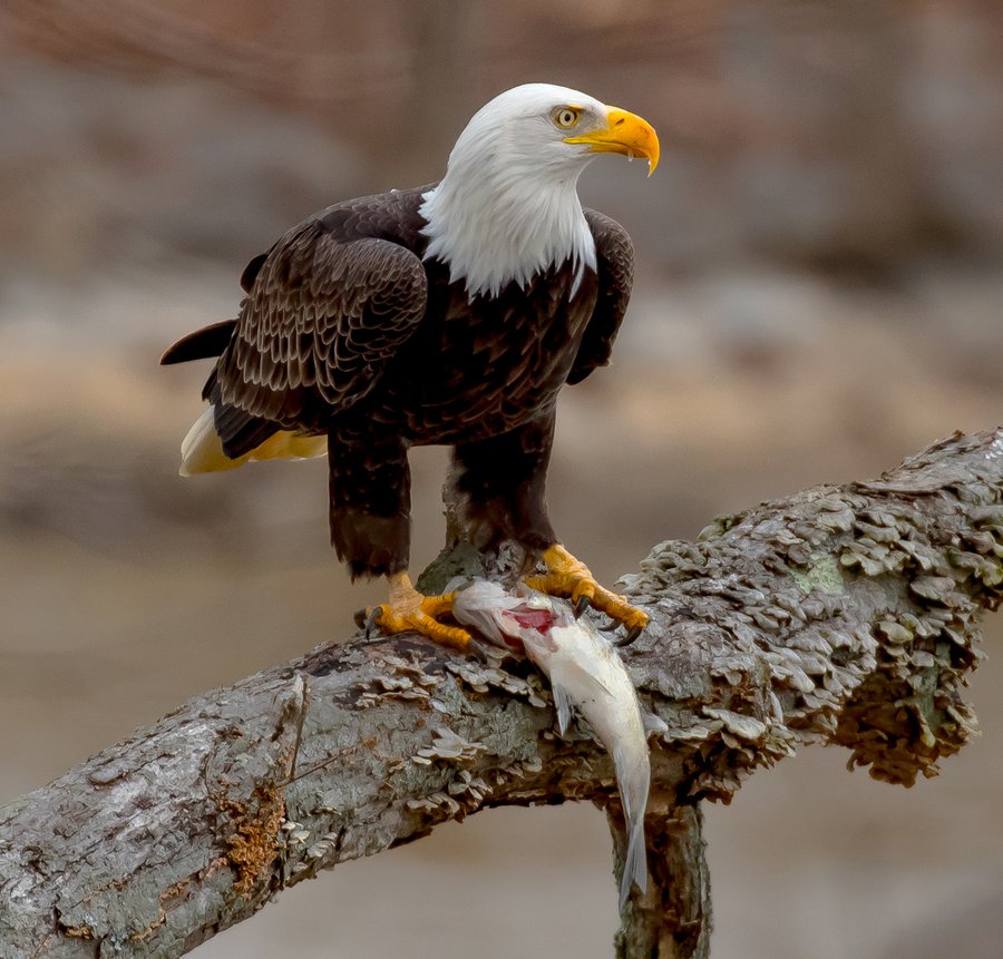 Weißkopf-Seeadler